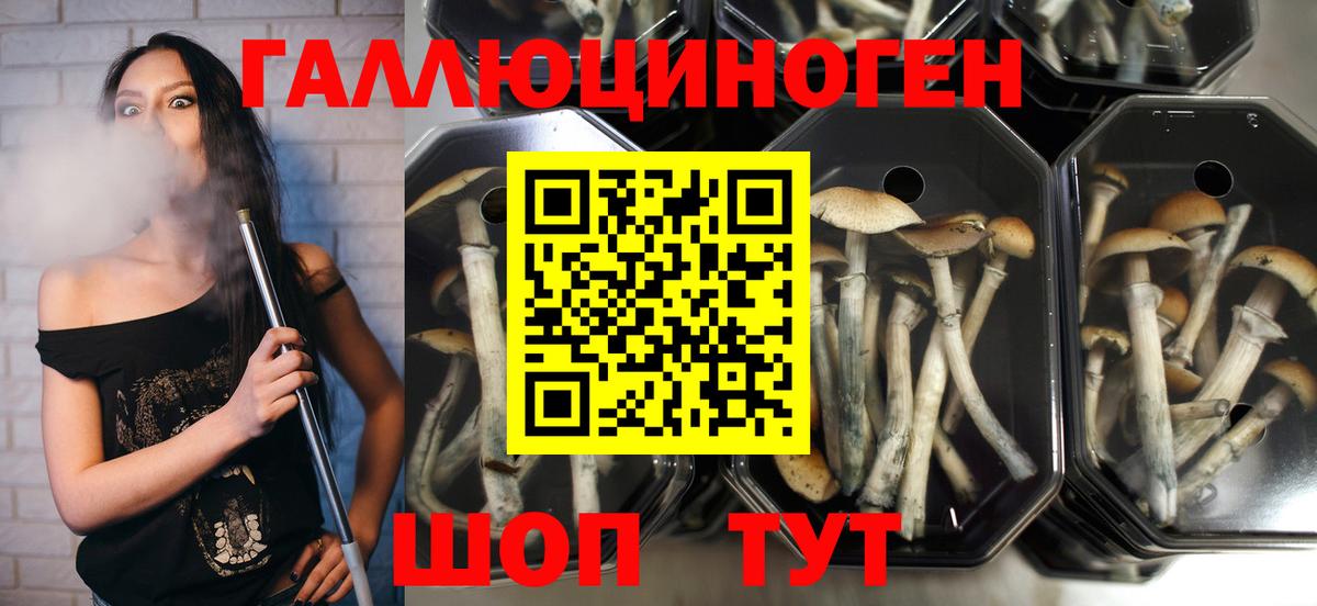 Донской  Галлюциногенные грибы ЛСД  Вход с VPN 